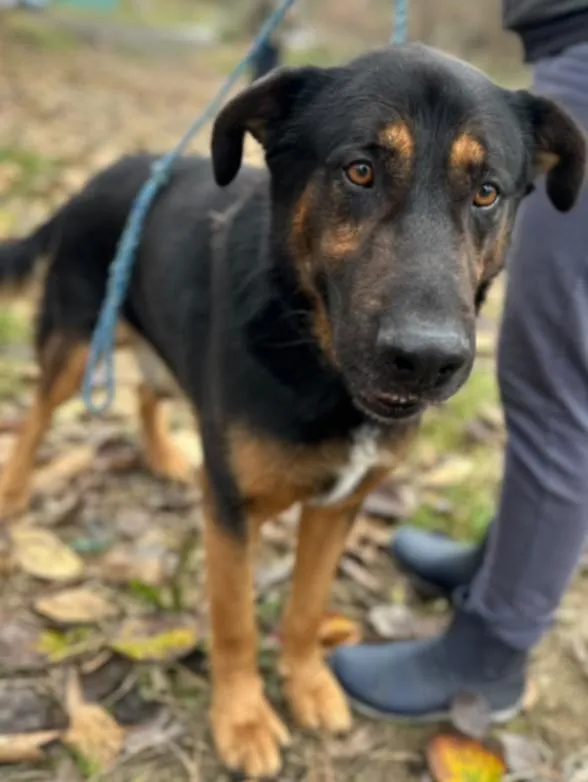 Pies do adopcji, Żywiec, 27 listopada 2024 (4/5)