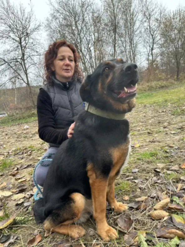 Pies do adopcji, Żywiec, 27 listopada 2024 (5/5)