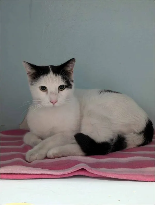 Znaleziono kota, Grudziądz, 26 listopada 2024