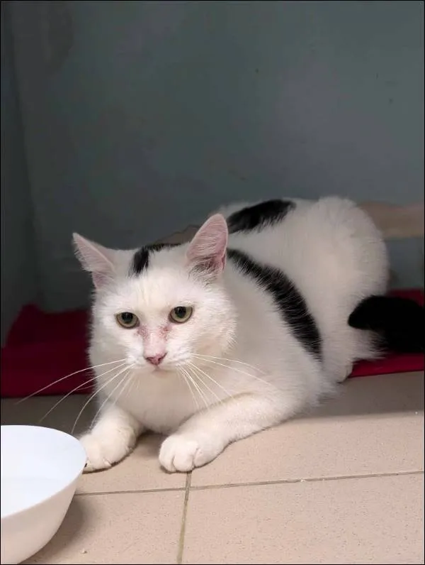 Znaleziono kota, Grudziądz, 26 listopada 2024