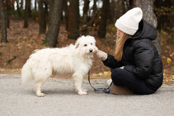 Pies do adopcji, Nowodwór, 26 listopada 2024 (1/5)
