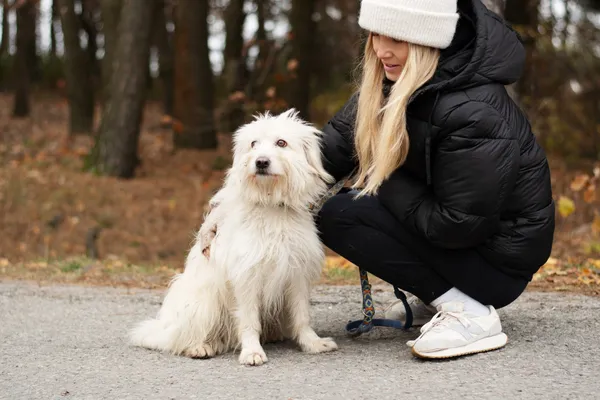 Pies do adopcji, Nowodwór, 26 listopada 2024 (2/5)