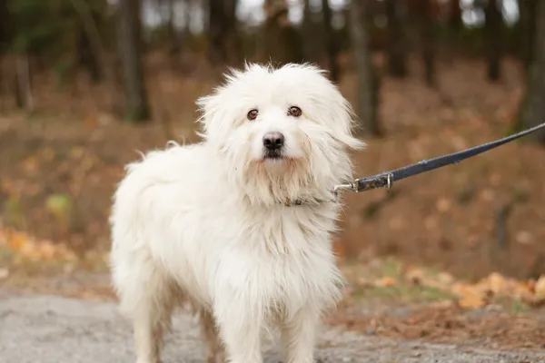 Pies do adopcji, Nowodwór, 26 listopada 2024 (4/5)