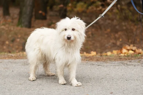 Pies do adopcji, Nowodwór, 26 listopada 2024 (5/5)