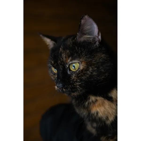 Znaleziono kota, Białystok, 26 maja 2022 (2/4)