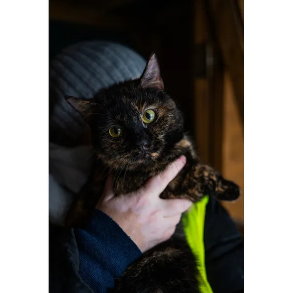 Znaleziono kota, Białystok, 26 maja 2022 (4/4)