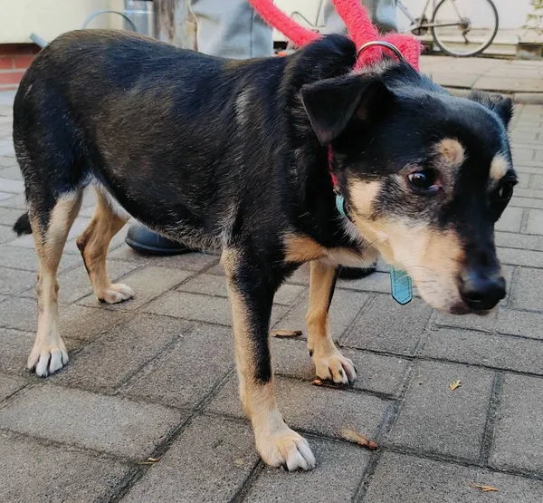 Znaleziono psa, Łódź, 26 listopada 2024 (2/5)