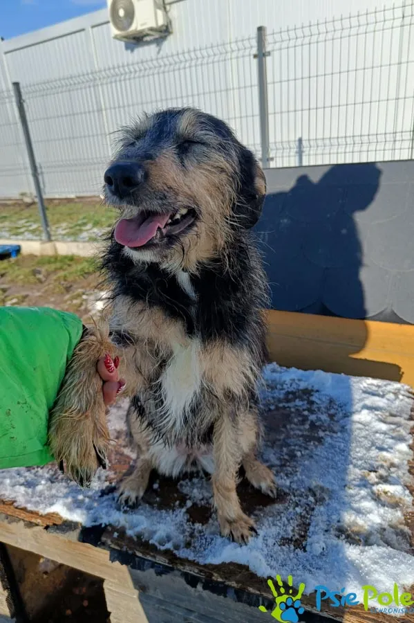 Pies do adopcji, Racławice, 22 listopada 2024 (1/5)