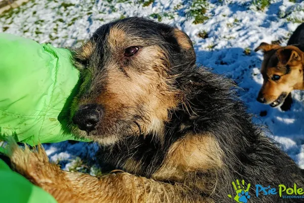 Pies do adopcji, Racławice, 22 listopada 2024 (4/5)