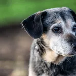 Pies do adopcji