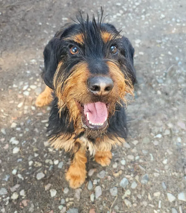 Pies do adopcji, Sosnowice, 6 listopada 2024 (2/5)