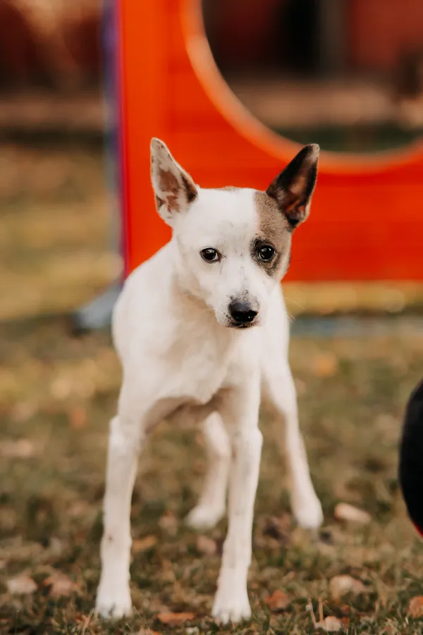 Pies do adopcji, Czartki, 27 listopada 2024 (1/5)