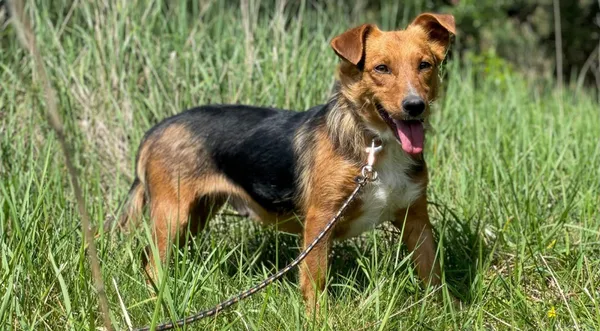 Pies do adopcji, Pieczyska, 27 listopada 2024 (1/5)