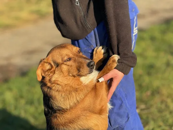 Pies do adopcji, Pieczyska, 27 listopada 2024 (2/5)