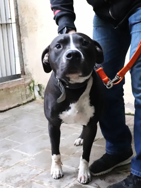 Znaleziono psa, Łódź, 27 listopada 2024 (1/5)