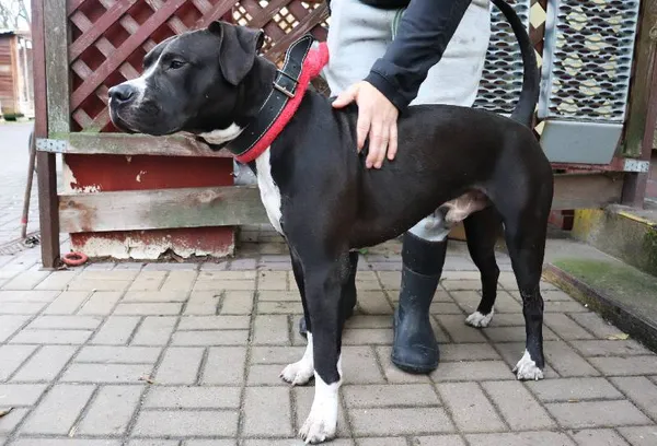 Znaleziono psa, Łódź, 27 listopada 2024 (2/5)