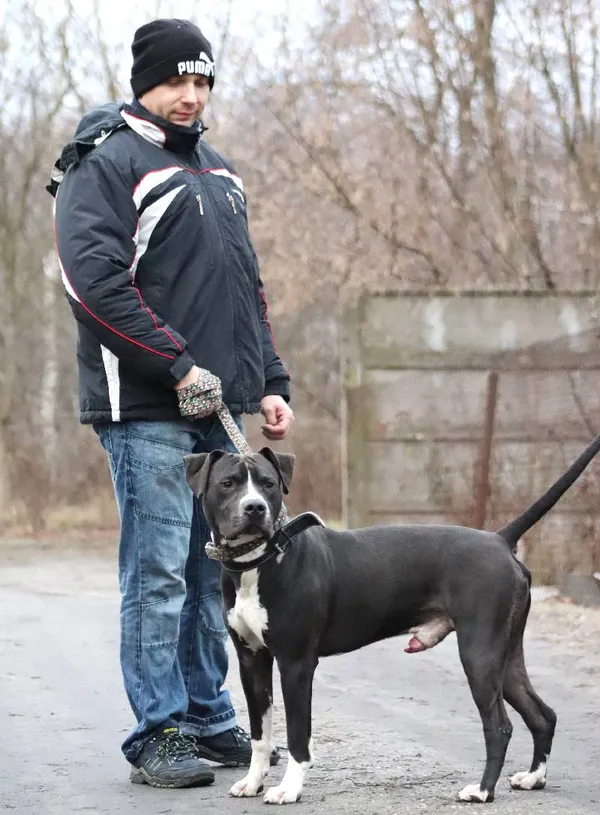 Znaleziono psa, Łódź, 27 listopada 2024 (4/5)