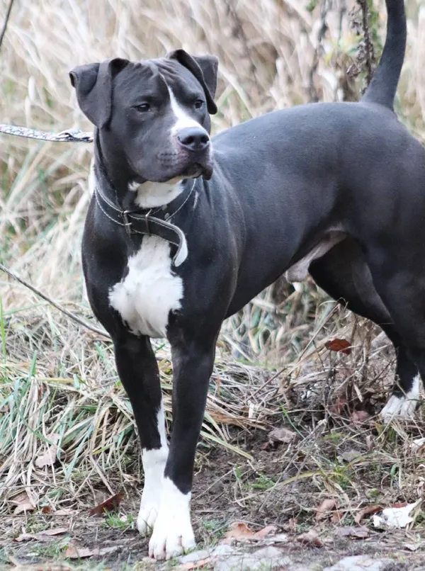 Znaleziono psa, Łódź, 27 listopada 2024 (5/5)