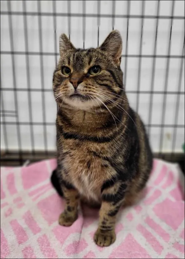 Znaleziono kota, Grudziądz, 28 listopada 2024