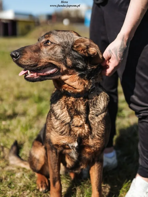 Pies do adopcji, Nowy Dwór Mazowiecki, 28 listopada 2024 (1/4)