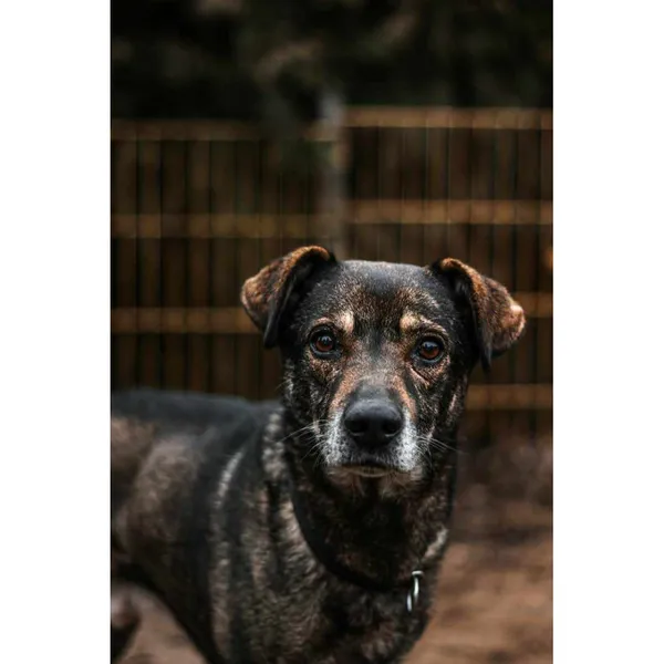 Znaleziono psa, Białystok, 4 listopada 2024 (1/3)