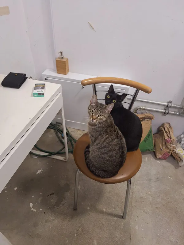 Zaginął kot, Mechowo, 29 listopada 2024 (1/2)