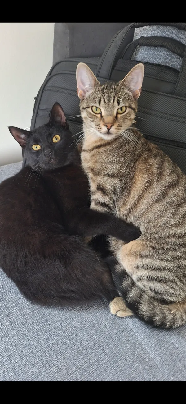 Zaginął kot, Mechowo, 29 listopada 2024 (2/2)