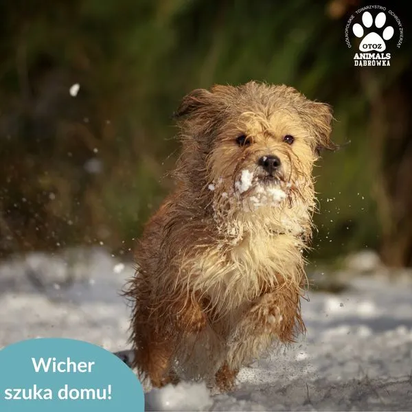 Pies do adopcji, Dąbrówka, 29 listopada 2024 (2/5)