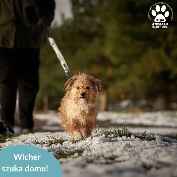 Pies do adopcji, Dąbrówka, 29 listopada 2024 (3/5)