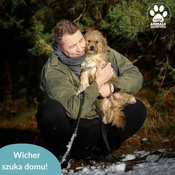 Pies do adopcji, Dąbrówka, 29 listopada 2024 (4/5)