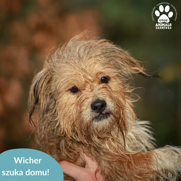 Pies do adopcji, Dąbrówka, 29 listopada 2024 (5/5)