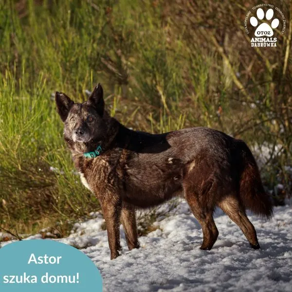 Pies do adopcji, Dąbrówka, 29 listopada 2024 (4/5)