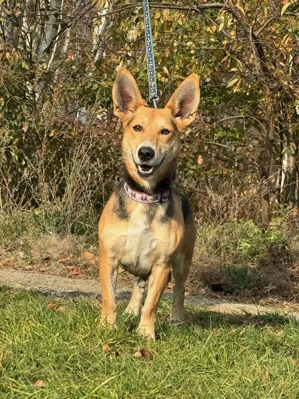 Pies do adopcji, Pieczyska, 29 listopada 2024 (2/5)