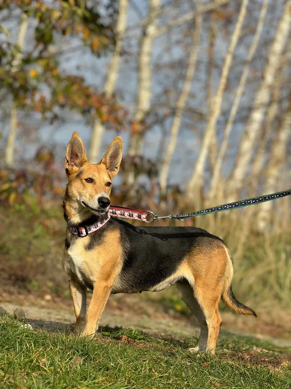 Pies do adopcji, Pieczyska, 29 listopada 2024 (3/5)