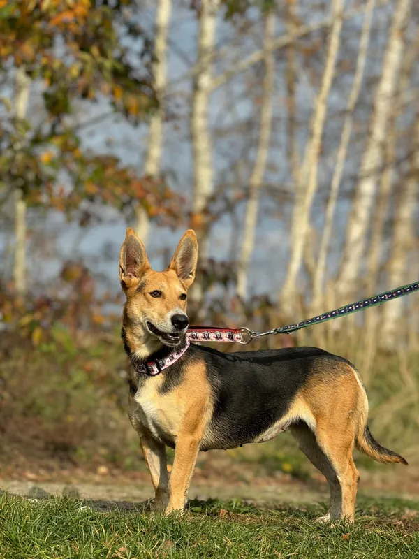 Pies do adopcji, Pieczyska, 29 listopada 2024 (4/5)