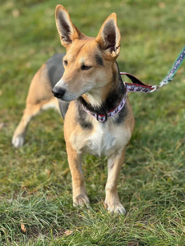 Pies do adopcji, Pieczyska, 29 listopada 2024 (5/5)