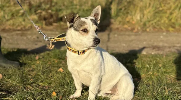 Pies do adopcji, Pieczyska, 29 listopada 2024 (1/5)