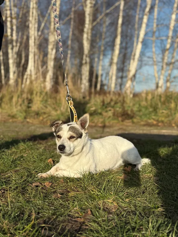 Pies do adopcji, Pieczyska, 29 listopada 2024 (2/5)