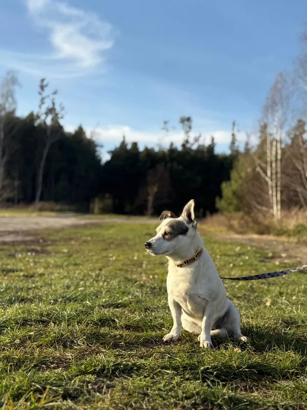 Pies do adopcji, Pieczyska, 29 listopada 2024 (4/5)