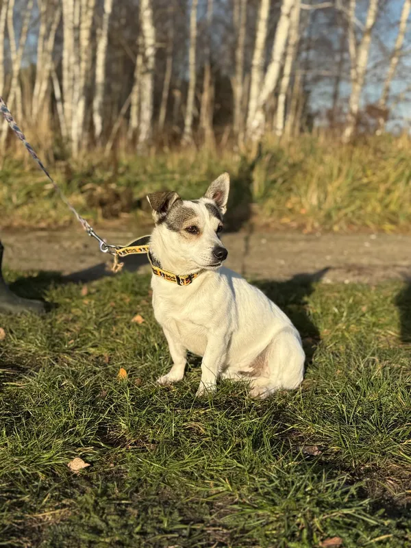 Pies do adopcji, Pieczyska, 29 listopada 2024 (5/5)