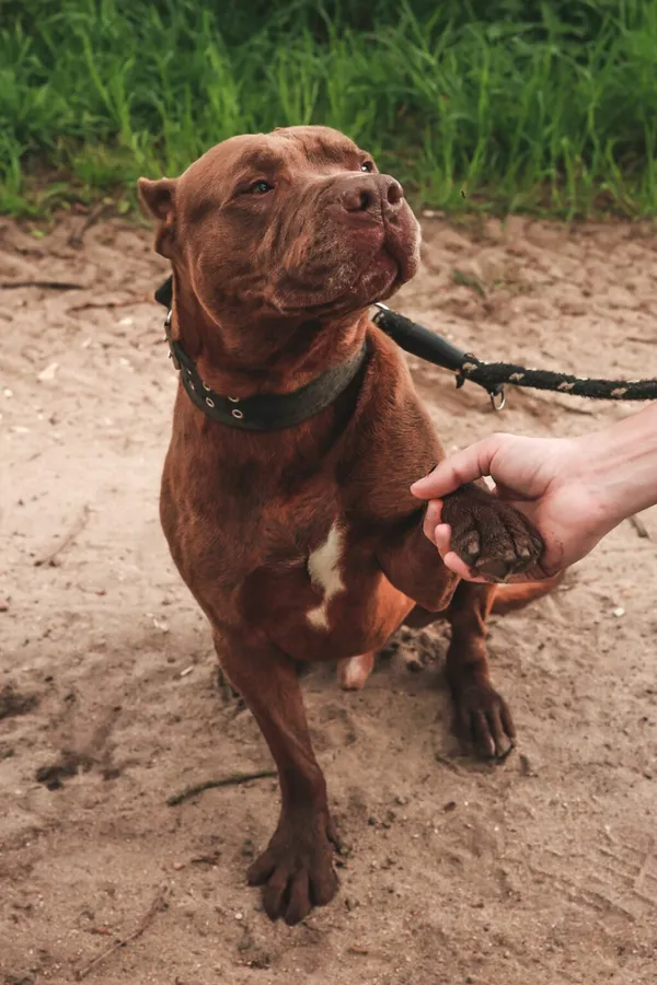 Pies do adopcji, Henrykowo, 27 października 2023 (2/5)