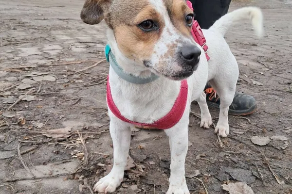 Znaleziono psa, Henrykowo, 20 listopada 2024 (1/4)