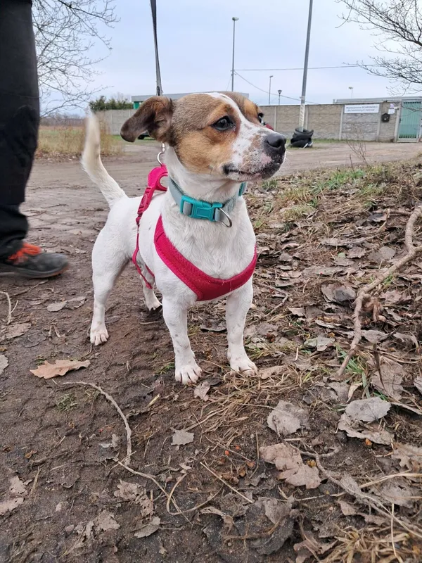 Znaleziono psa, Henrykowo, 20 listopada 2024 (2/4)