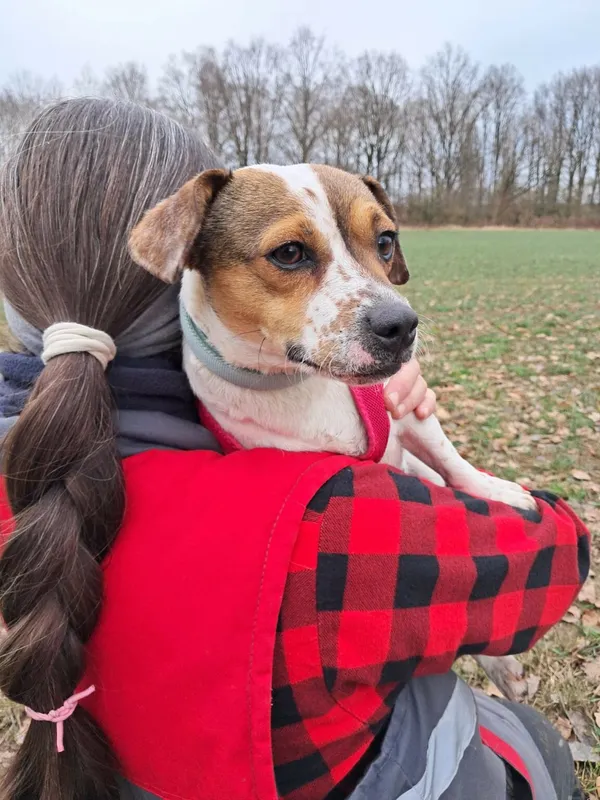 Znaleziono psa, Henrykowo, 20 listopada 2024 (4/4)