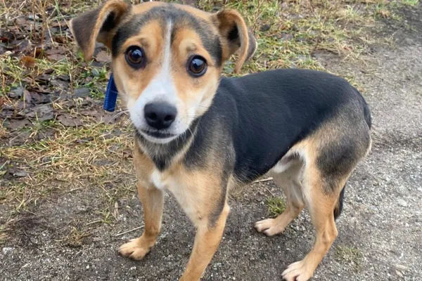 Znaleziono psa, Henrykowo, 20 listopada 2024 (1/3)