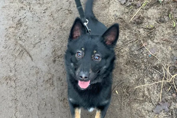 Znaleziono psa, Henrykowo, 20 listopada 2024 (1/5)