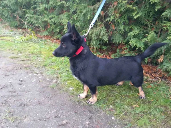 Znaleziono psa, Henrykowo, 20 listopada 2024 (2/5)