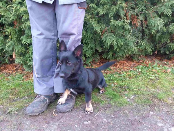 Znaleziono psa, Henrykowo, 20 listopada 2024 (3/5)