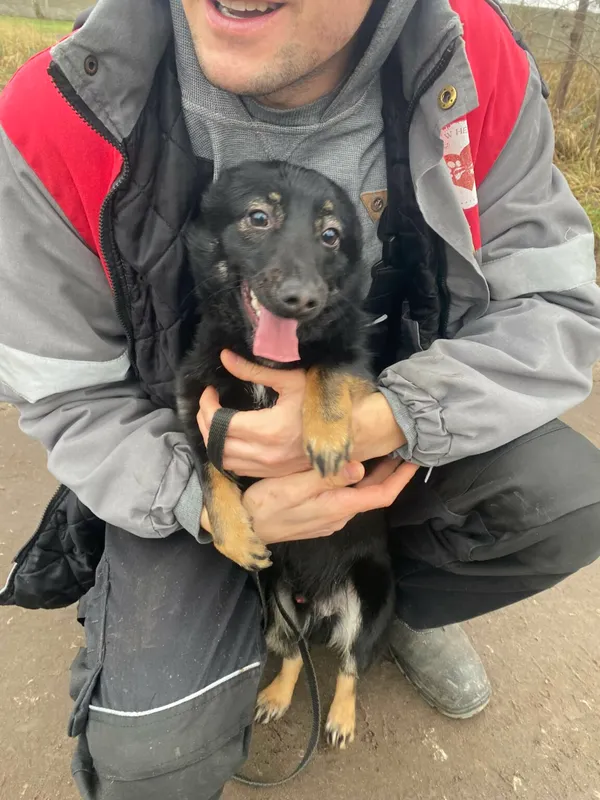 Znaleziono psa, Henrykowo, 20 listopada 2024 (4/5)