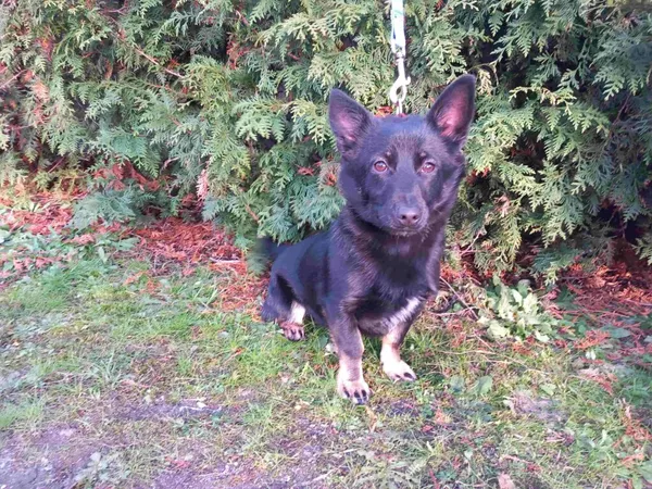 Znaleziono psa, Henrykowo, 20 listopada 2024 (5/5)